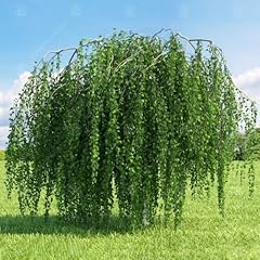 Betula pendula youngii for sale  Delivered anywhere in UK