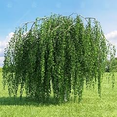 Gardenersdream betula pendula for sale  Delivered anywhere in UK