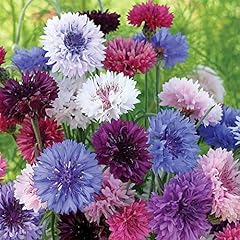 Cornflower double mixed for sale  Delivered anywhere in UK