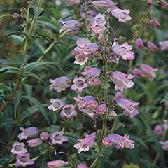 Penstemon sour grapes for sale  Delivered anywhere in UK