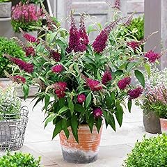 Buddleja butterfly towers for sale  Delivered anywhere in UK