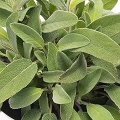 Common sage grow for sale  Delivered anywhere in UK