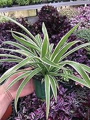 Variegated spider plant for sale  Delivered anywhere in USA 