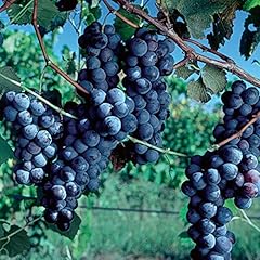 Pixies gardens cabernet for sale  Delivered anywhere in USA 