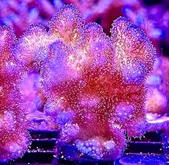 Coralslover live saltwater for sale  Delivered anywhere in USA 