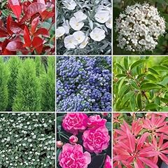 Gardenersdream mixed evergreen for sale  Delivered anywhere in UK