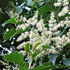 Pianta vera ligustrum usato  Spedito ovunque in Italia 