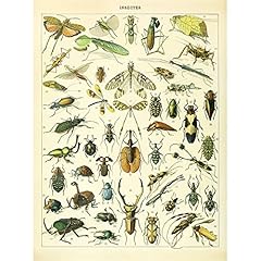 Meishe art insects for sale  Delivered anywhere in USA 