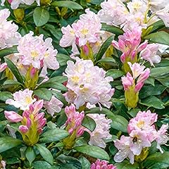 Rhododendron percy wiseman for sale  Delivered anywhere in UK