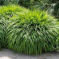Hakonechloa grass live for sale  Delivered anywhere in USA 
