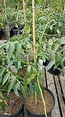 9eztropical june plum for sale  Delivered anywhere in USA 
