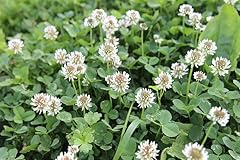 White clover wildflower for sale  Delivered anywhere in UK