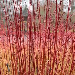 Tatarian dogwood seeds for sale  Delivered anywhere in USA 