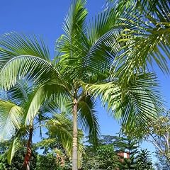 King palm seeds for sale  Delivered anywhere in USA 