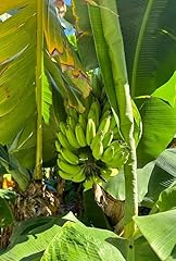 Gartenwelt winterharte bananen gebraucht kaufen  Wird an jeden Ort in Deutschland