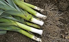 Leek musselburgh veg for sale  Delivered anywhere in UK