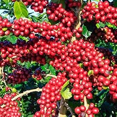 Coffea arabica seeds for sale  Delivered anywhere in USA 