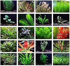 Texas aquarium plant for sale  Delivered anywhere in USA 