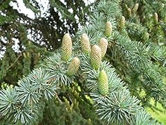 Cold hardy cedar for sale  Delivered anywhere in USA 