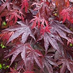 Acer palmatum bloodgood for sale  Delivered anywhere in UK