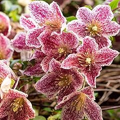 Garden clematis cirrhosa for sale  Delivered anywhere in Ireland