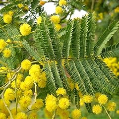 Acacia dealbata seeds for sale  Delivered anywhere in USA 