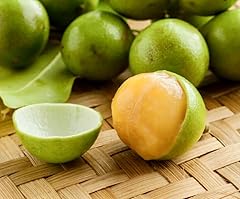 Spanish lime tropical for sale  Delivered anywhere in USA 