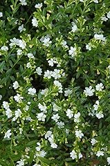 Mexican heather alba for sale  Delivered anywhere in USA 