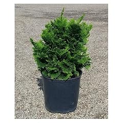 Dwarf hinoki cypress for sale  Delivered anywhere in USA 