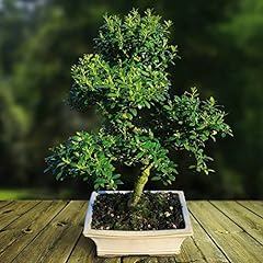 Ilex flowering indoor for sale  Delivered anywhere in Ireland
