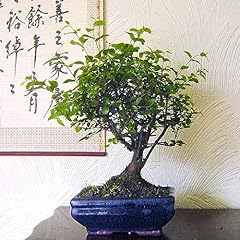 Sageretia bonsai tree for sale  Delivered anywhere in UK