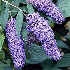 Gardenersdream buddleia davidi for sale  Delivered anywhere in UK
