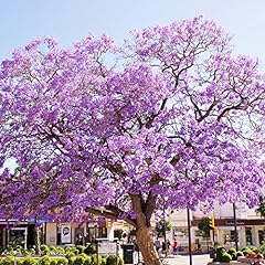 Jacaranda cuspidifolia seeds for sale  Delivered anywhere in USA 