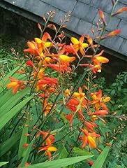 Bulbs orange crocosmia for sale  Delivered anywhere in USA 