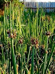 Egyptian walking onions for sale  Delivered anywhere in USA 