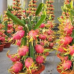 Pianta pitaya rossa usato  Spedito ovunque in Italia 