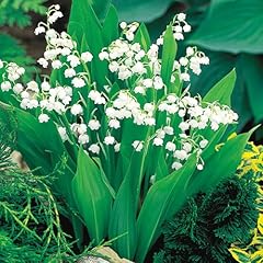 Lily valley wildflower for sale  Delivered anywhere in USA 