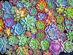 Lucky puzzles green for sale  Delivered anywhere in USA 