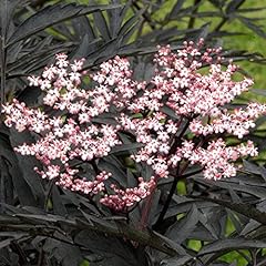 Sambucus black tower for sale  Delivered anywhere in UK