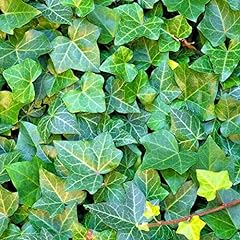 Hedera helix seeds for sale  Delivered anywhere in USA 