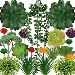 Pietypet succulents plants for sale  Delivered anywhere in USA 