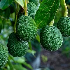 Cold hardy hass for sale  Delivered anywhere in USA 
