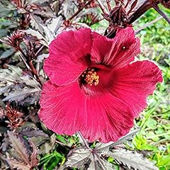 Cranberry hibiscus seeds for sale  Delivered anywhere in USA 