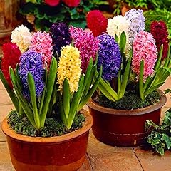 Assorted color hyacinth for sale  Delivered anywhere in USA 