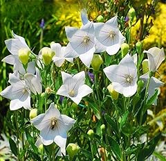 Balloon flower bellflower for sale  Delivered anywhere in UK