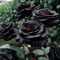 Dark maroon rose for sale  Delivered anywhere in UK