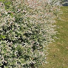 Salix flamingo bush for sale  Delivered anywhere in UK