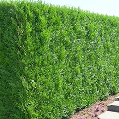 Carbeth plants western for sale  Delivered anywhere in UK
