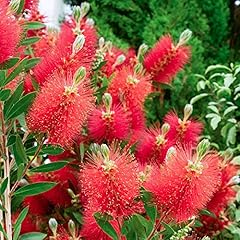 Callistemon citrinus crimson for sale  Delivered anywhere in UK