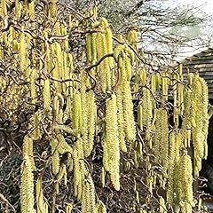 Corylus avellana contorta for sale  Delivered anywhere in UK